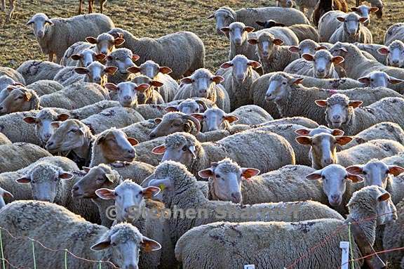 sheep provence 1 graphic